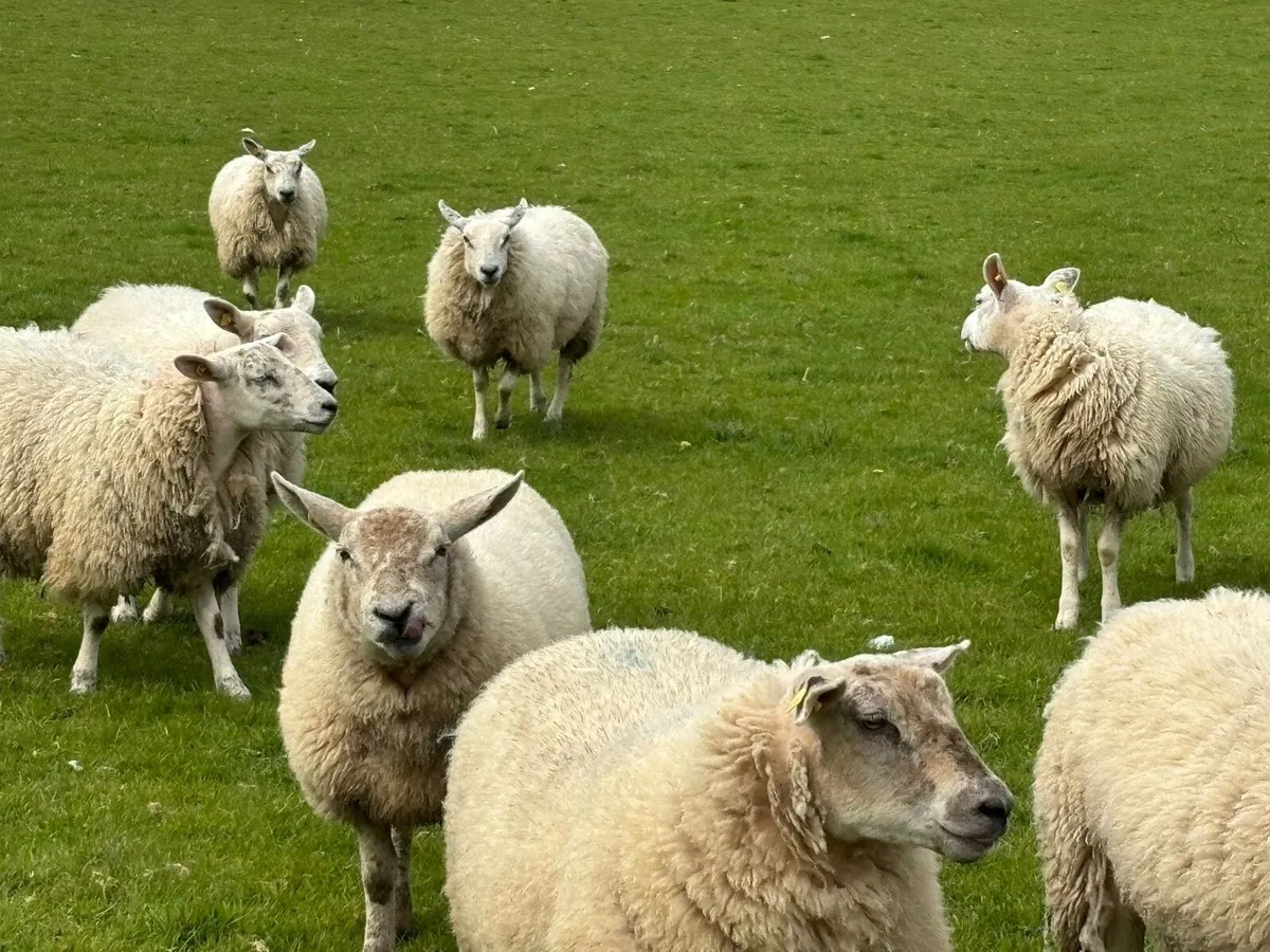 Texel x Ewe Hoggets - Image 1