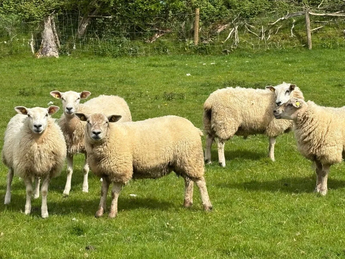 Texel x Ewe Hoggets - Image 2