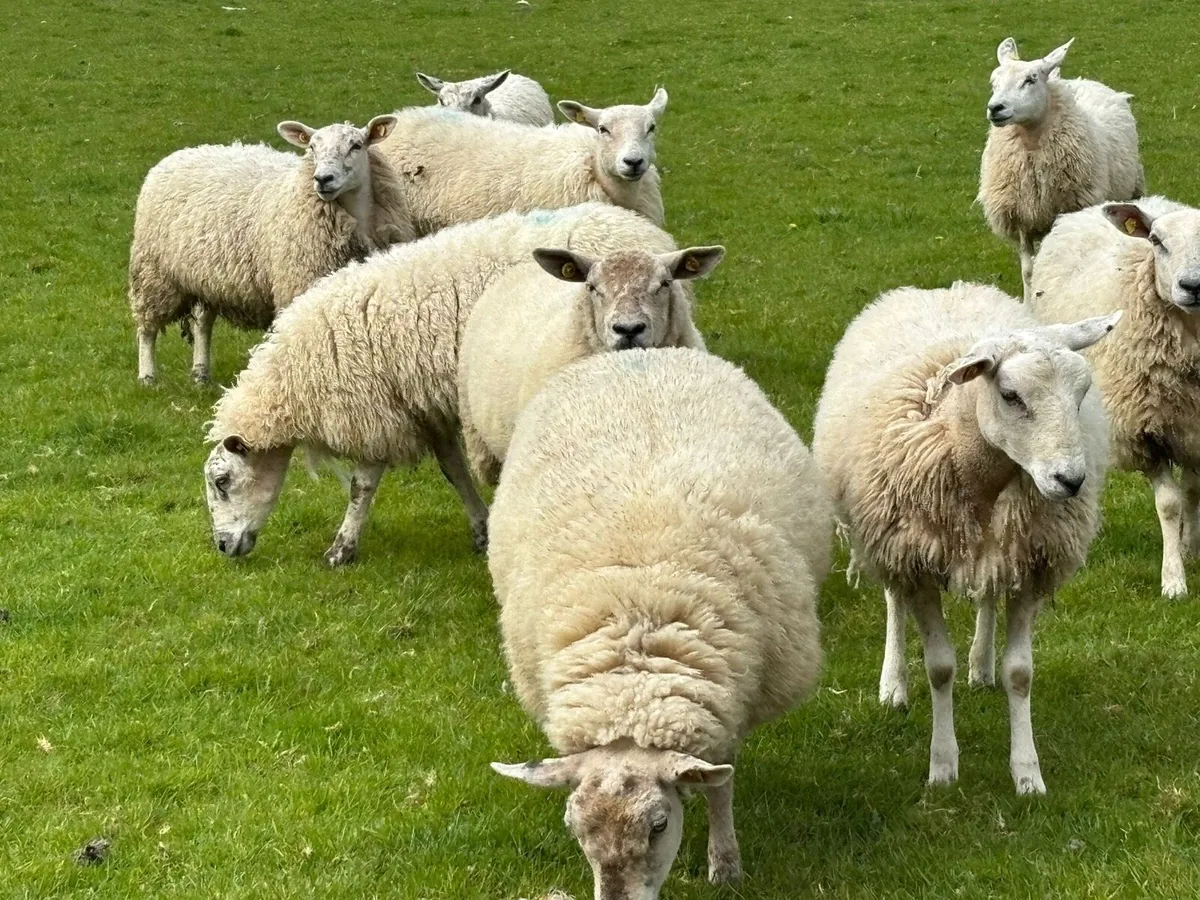 Texel x Ewe Hoggets - Image 3