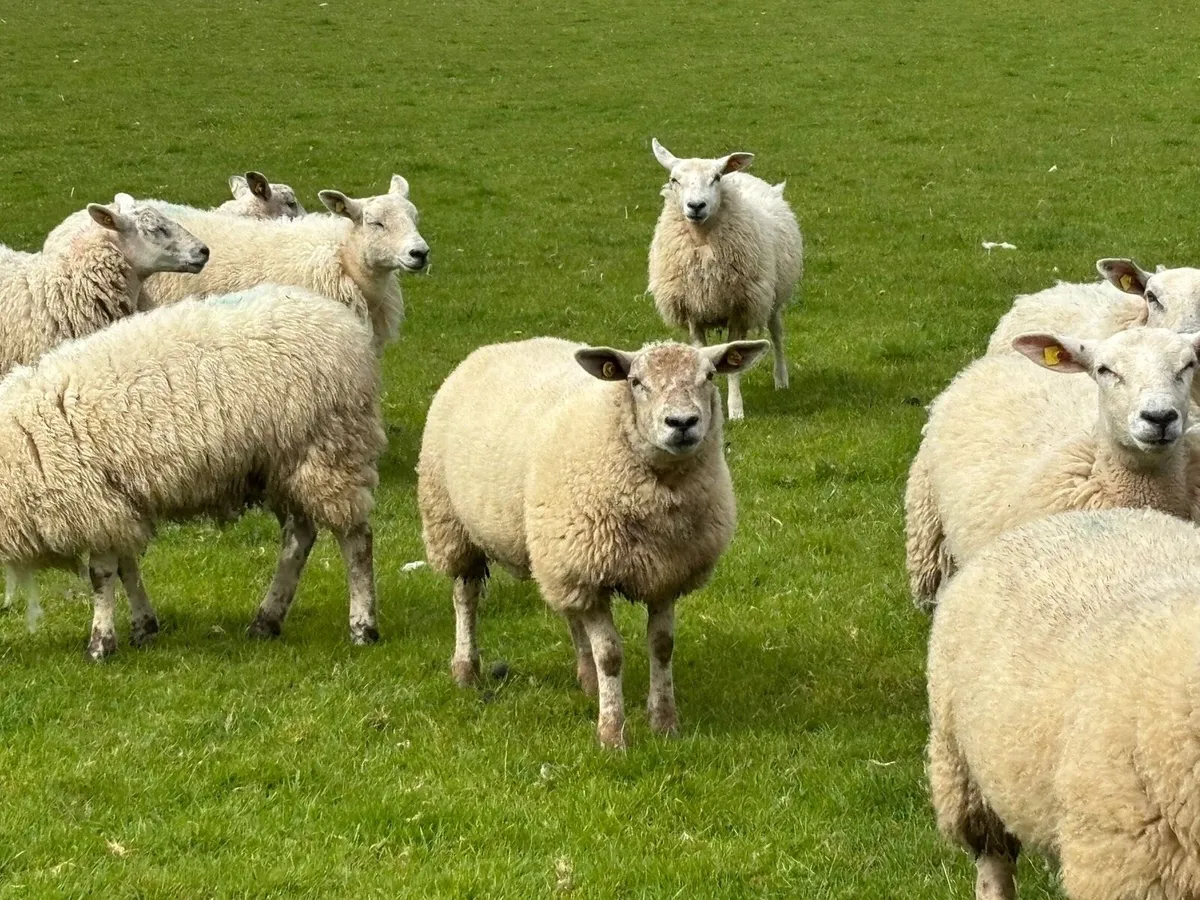 Texel x Ewe Hoggets - Image 4
