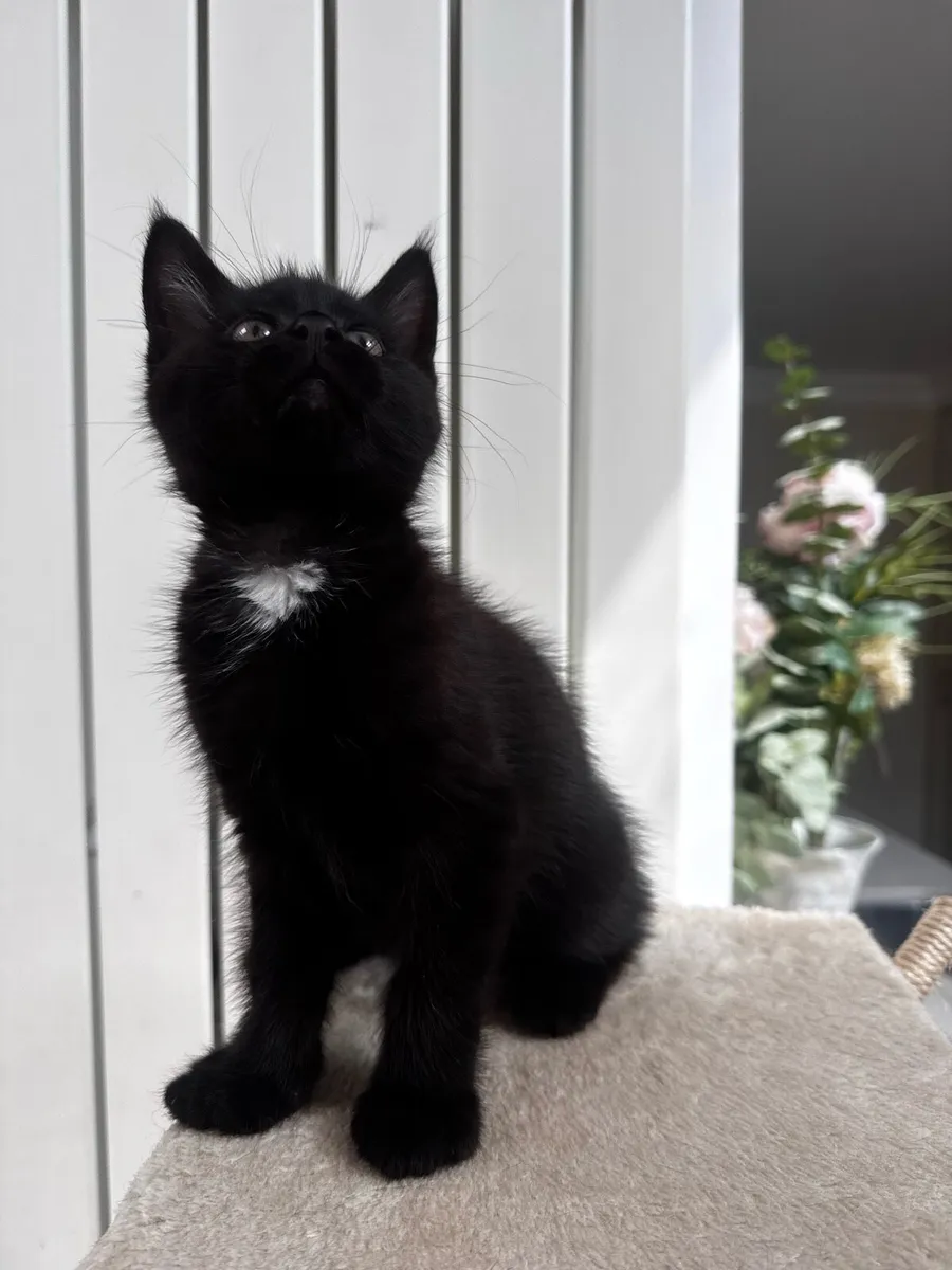 Female crossed Maine coon - Image 1