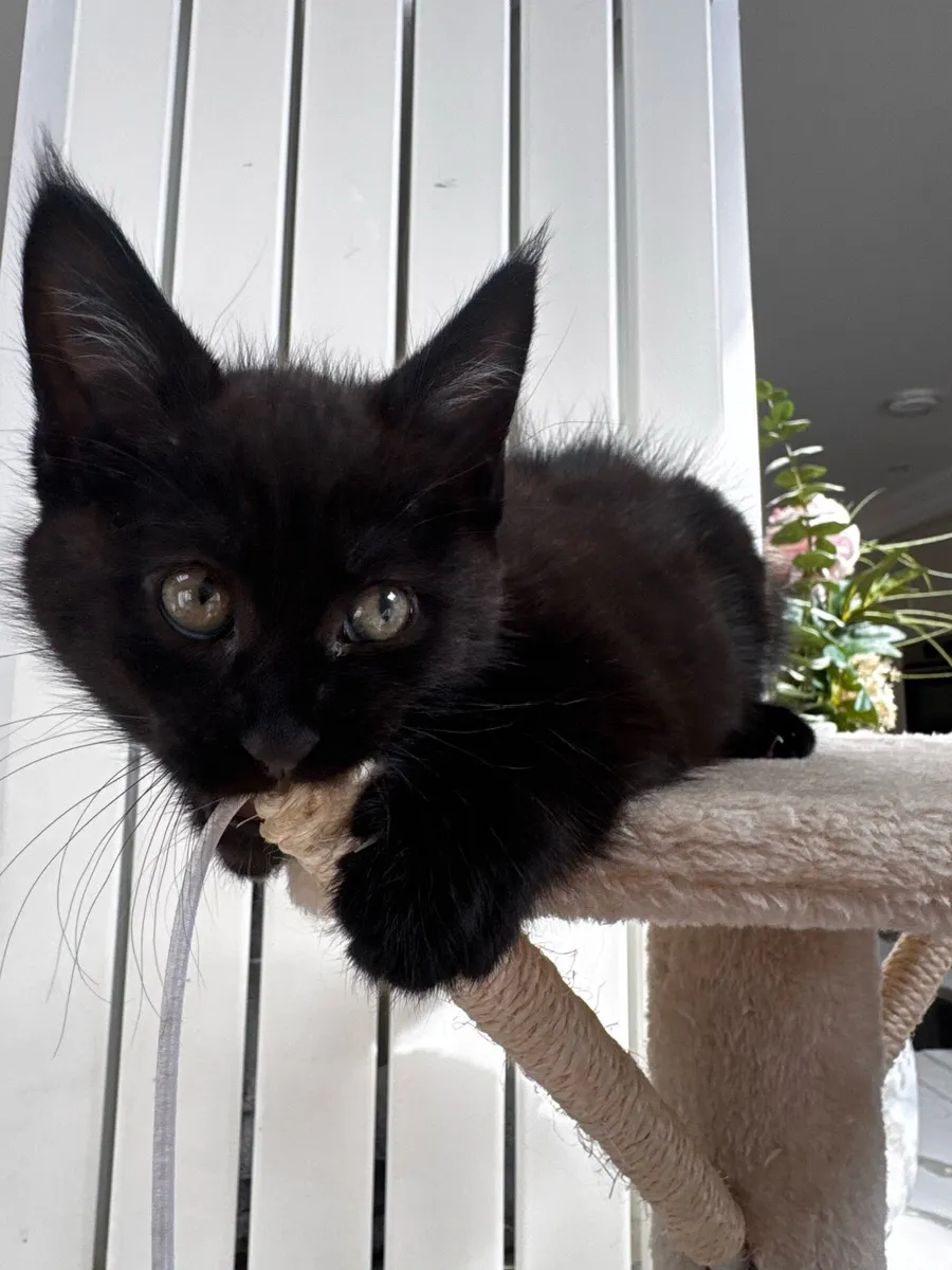 Female crossed Maine coon - Image 2