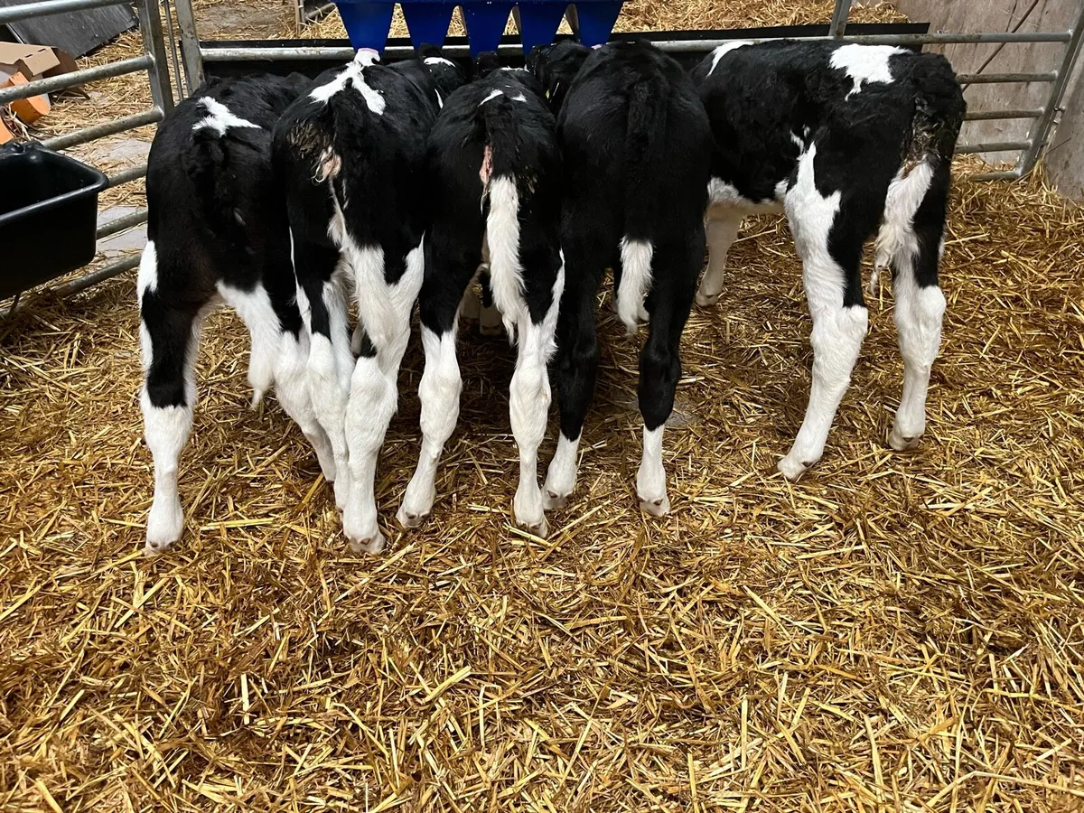 Fr heifer calves - Image 1