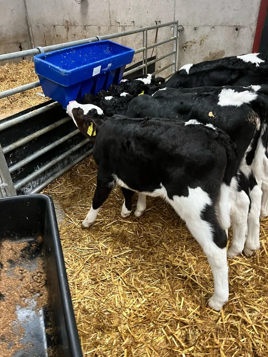 Fr heifer calves - Image 2