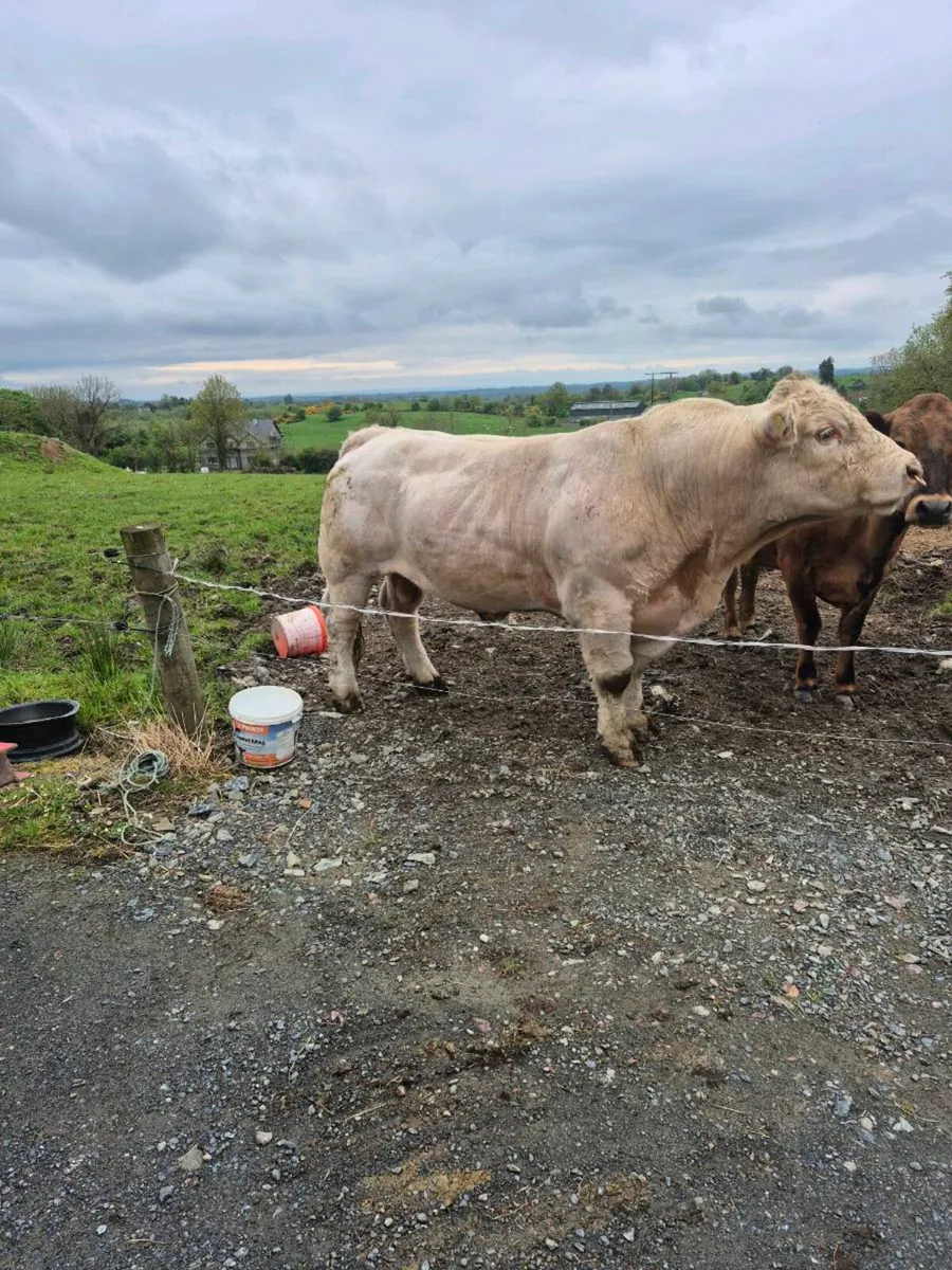 Charolais bull - Image 1
