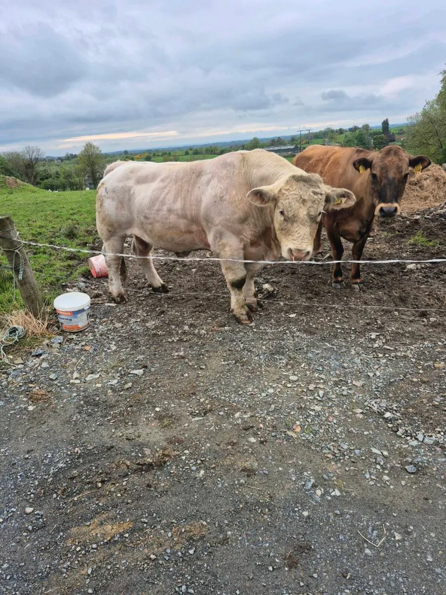 Charolais bull - Image 2