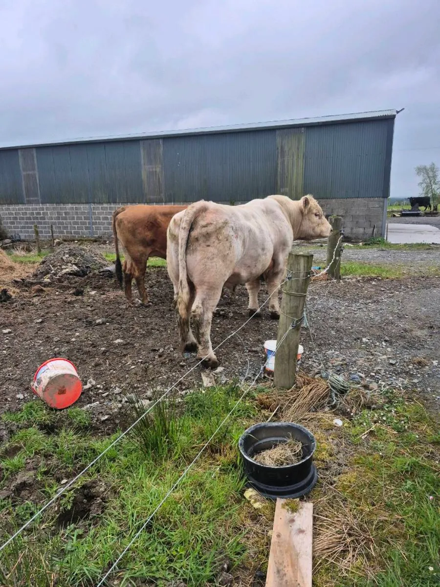 Charolais bull - Image 3