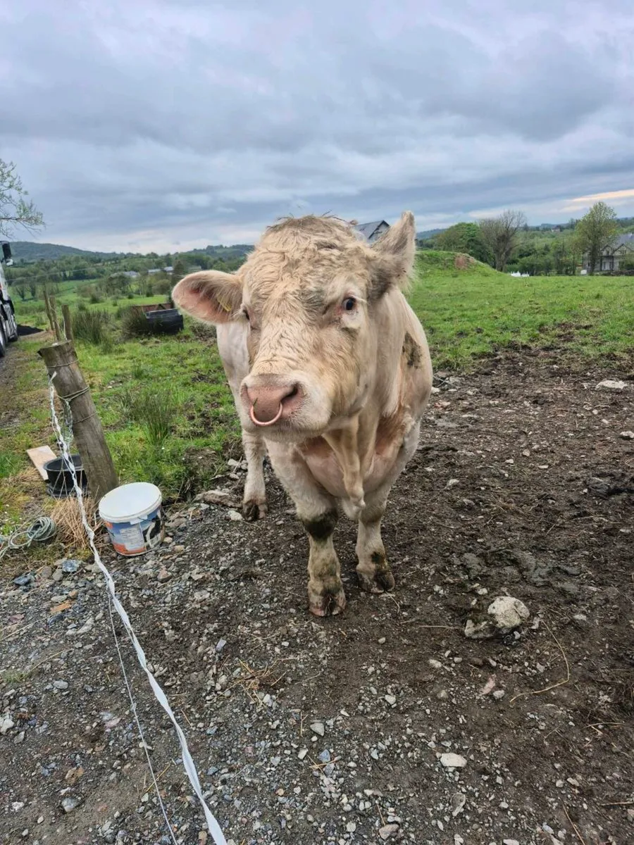 Charolais bull - Image 4