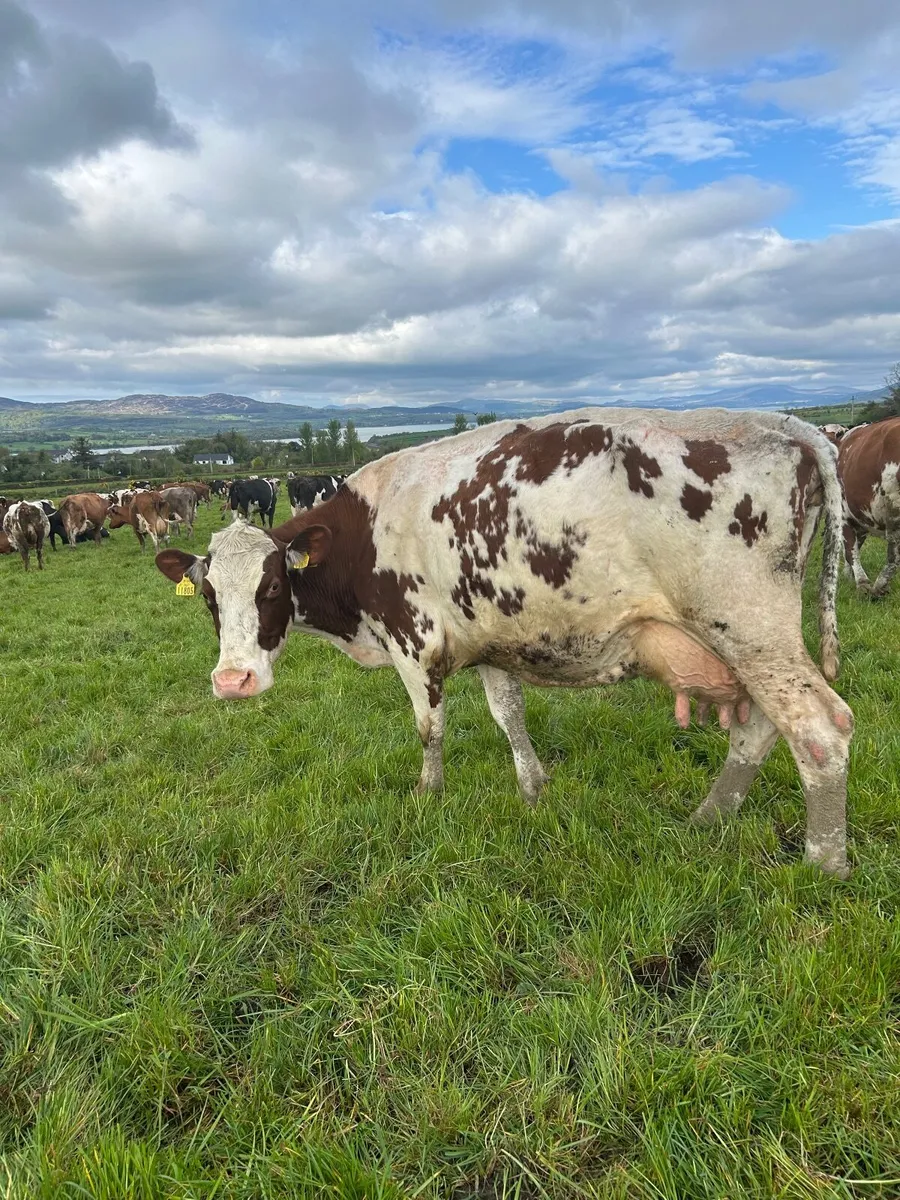 Cow to rear calves