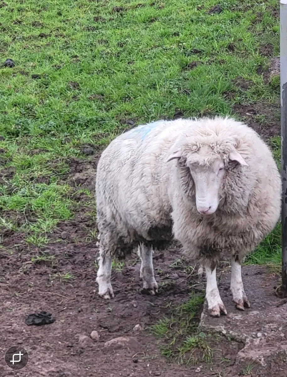 Dorset Hogget Ewe - Image 2