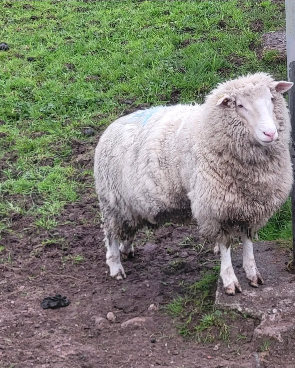 Dorset Hogget Ewe - Image 1