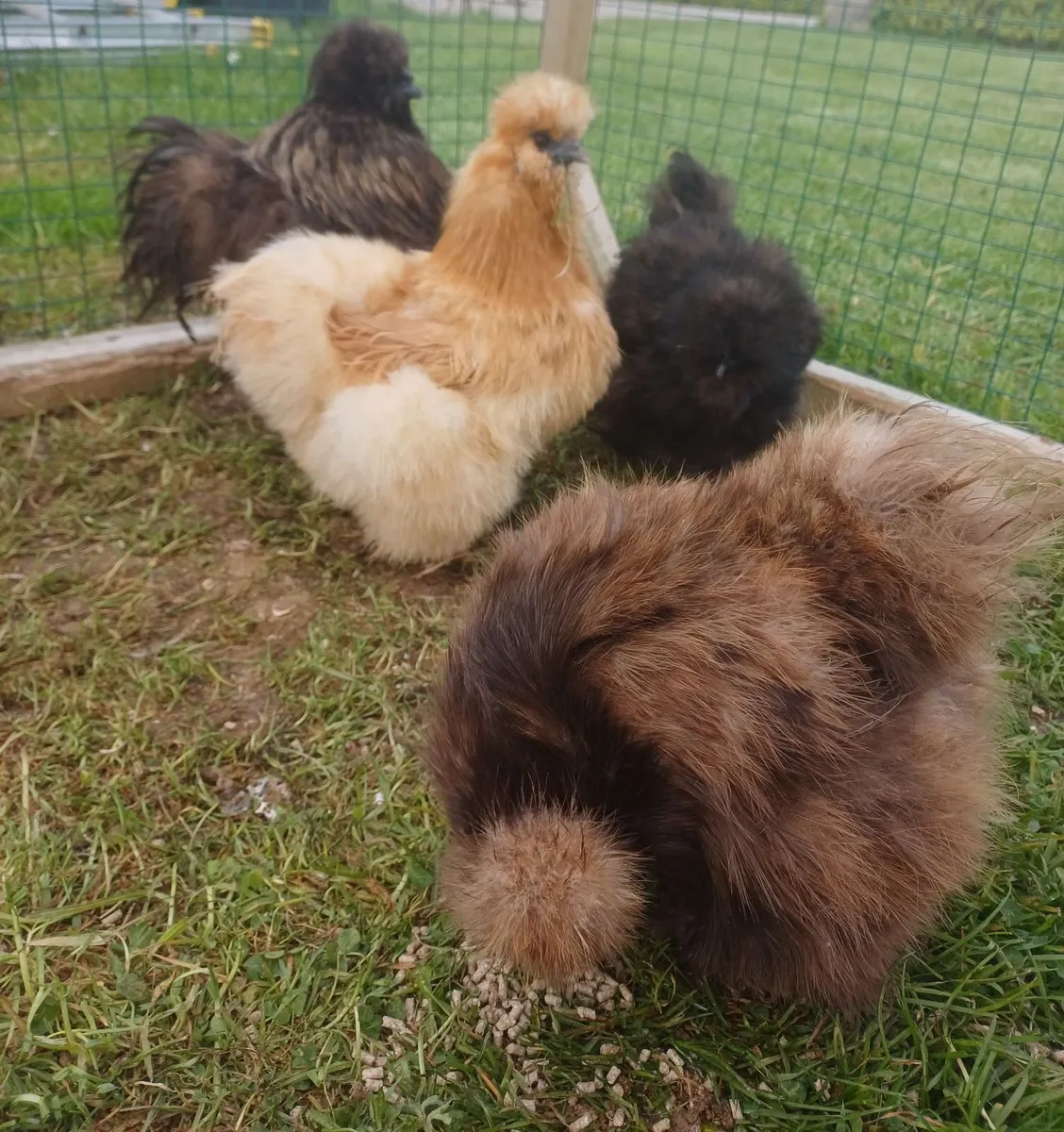 Poultry - Image 2