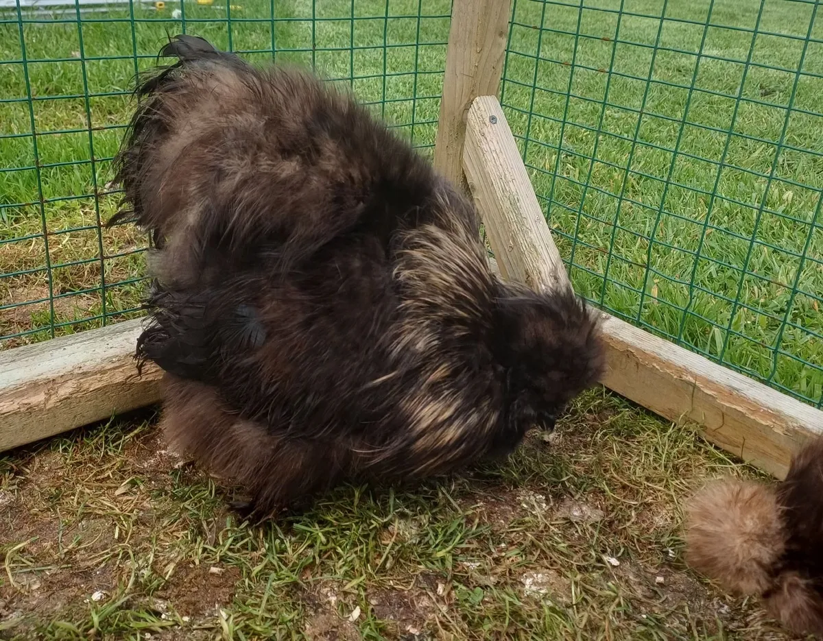 Poultry - Image 3