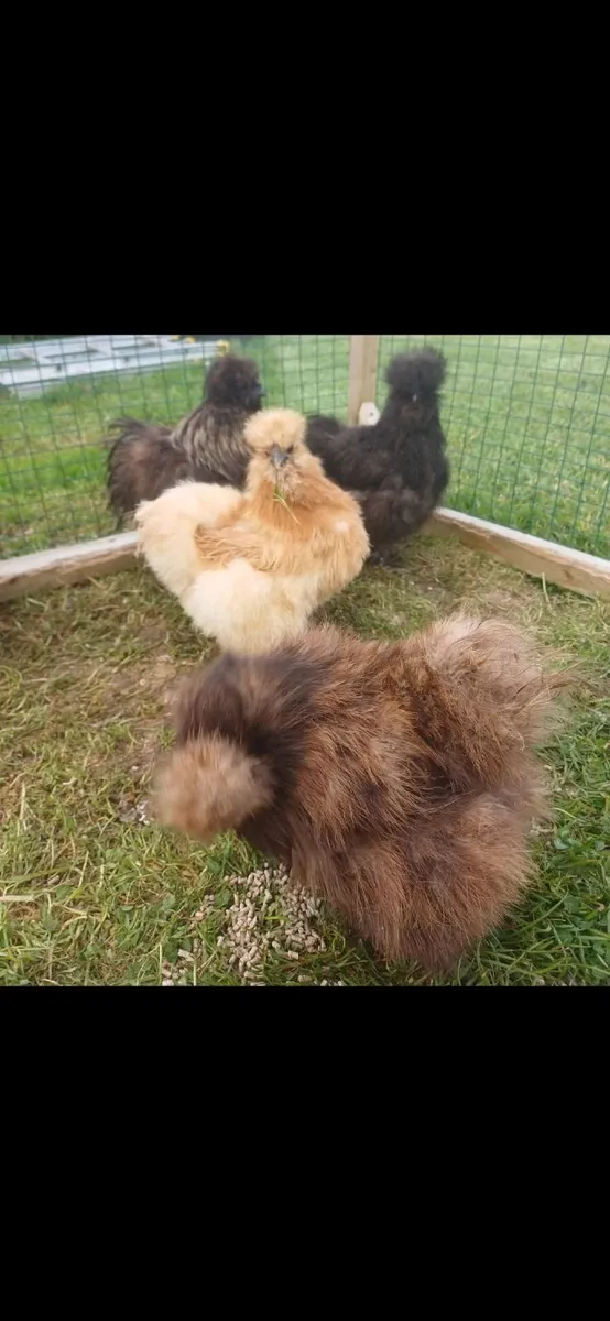 Poultry - Image 1