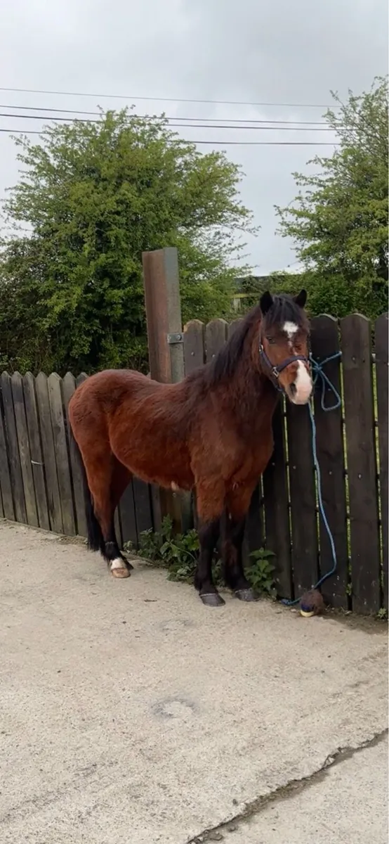 12 hands gelding - Image 1