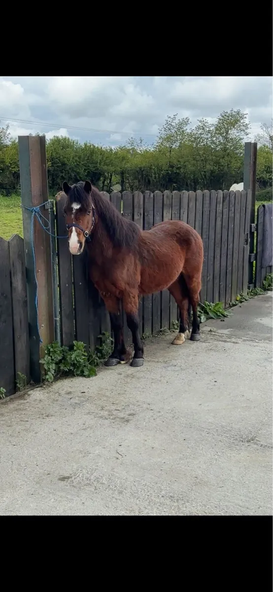 12 hands gelding - Image 2