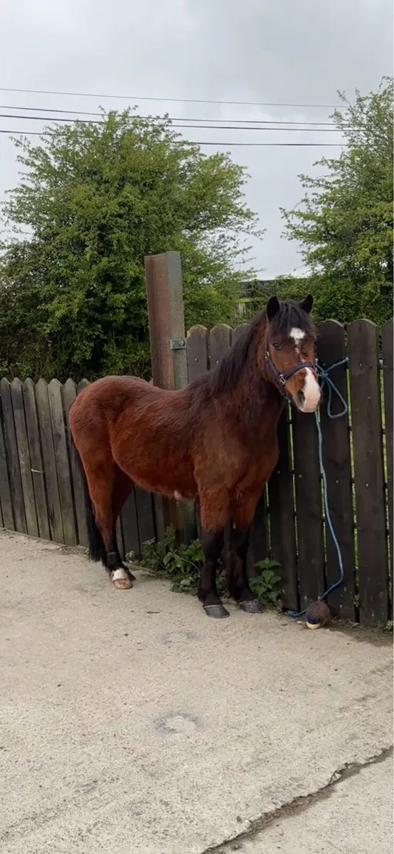 12 hands gelding - Image 3