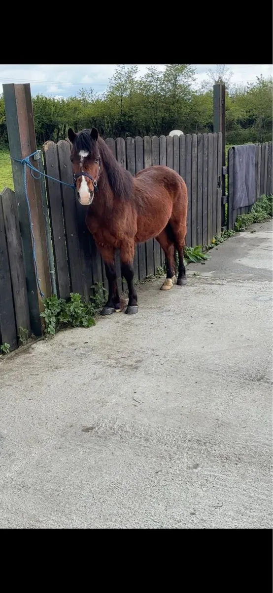 12 hands gelding - Image 4