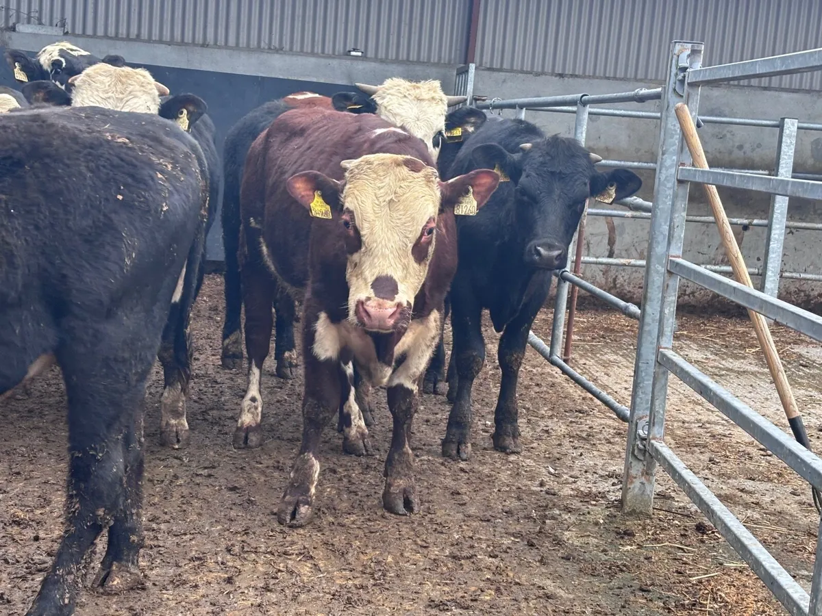 10 bull Weanlings for sale - Image 2