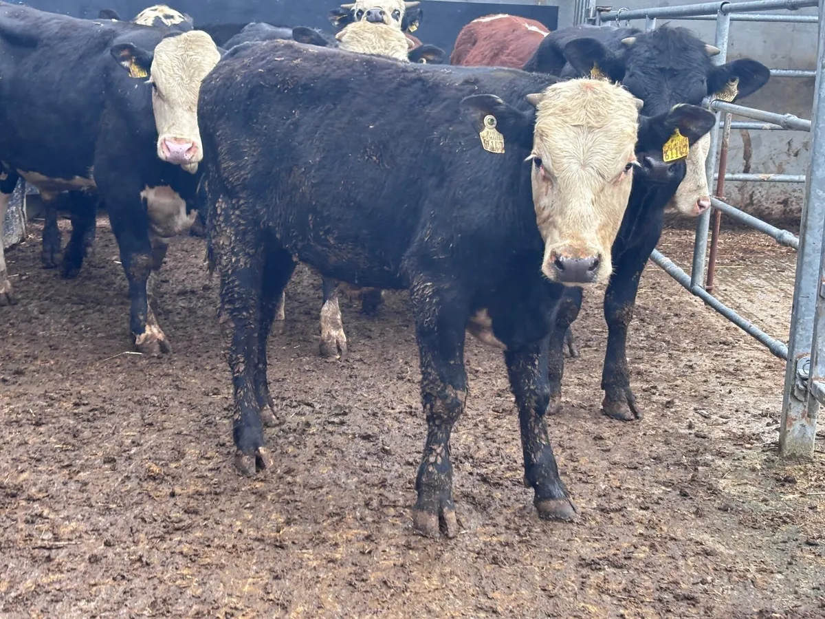 10 bull Weanlings for sale - Image 1