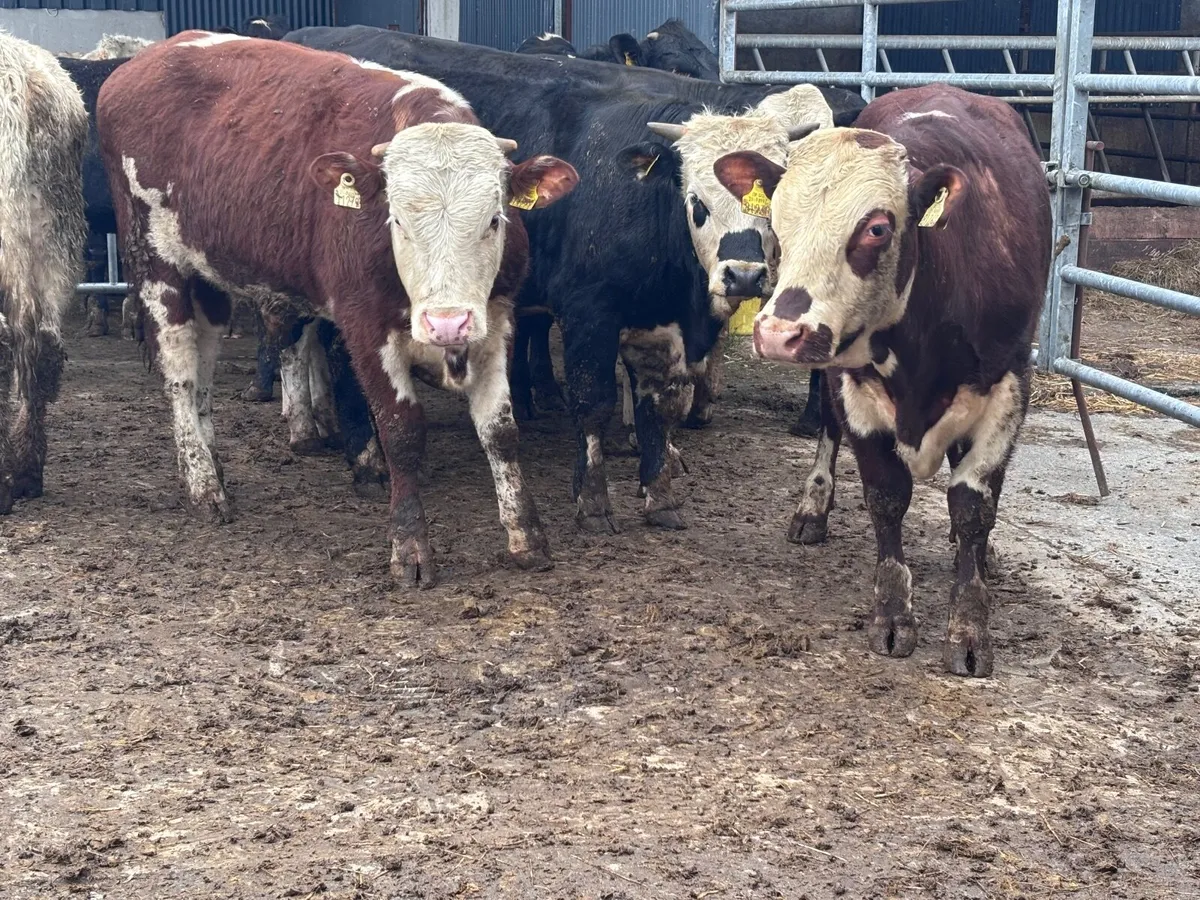 10 bull Weanlings for sale - Image 4