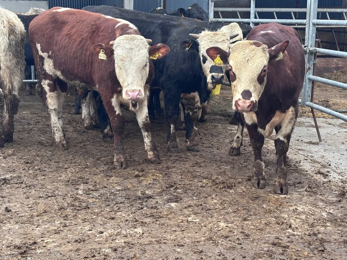 10 bull Weanlings for sale - Image 3