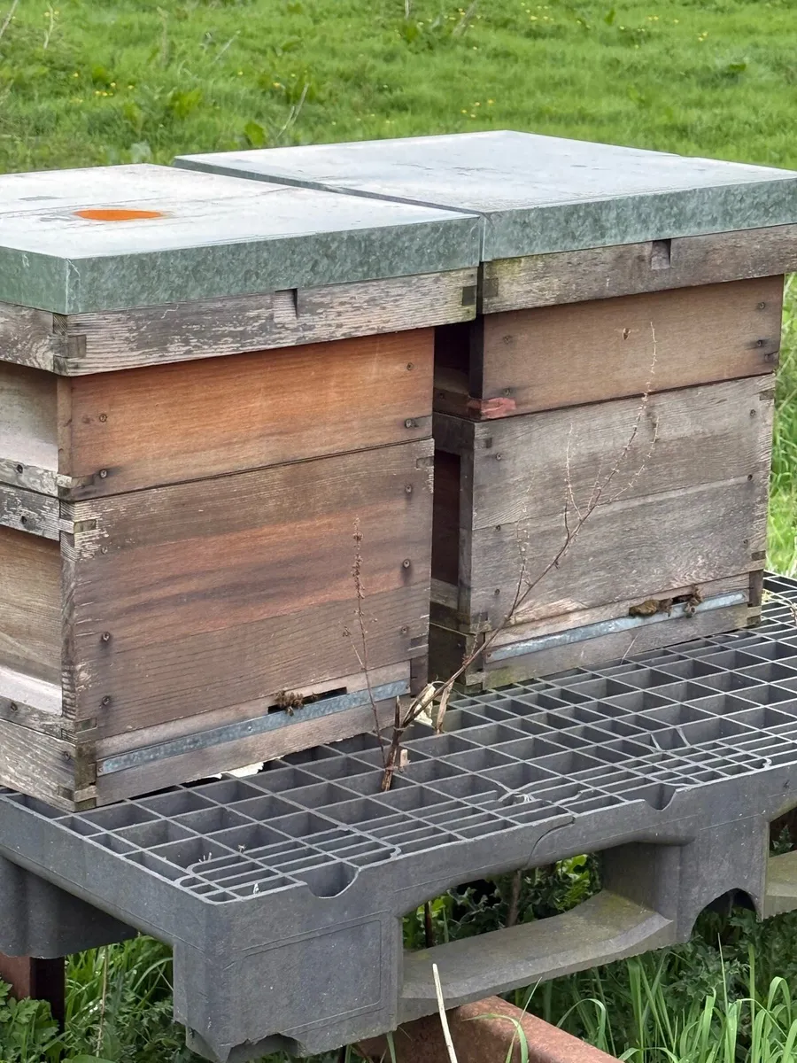 Bees