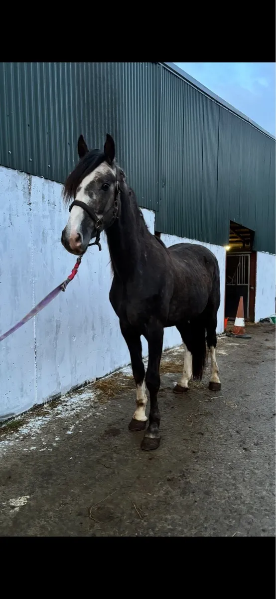 3 year old filly RID x cob/draught - Image 1