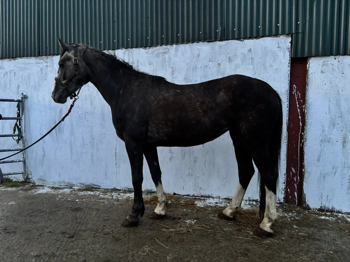 3 year old filly RID x cob/draught - Image 2