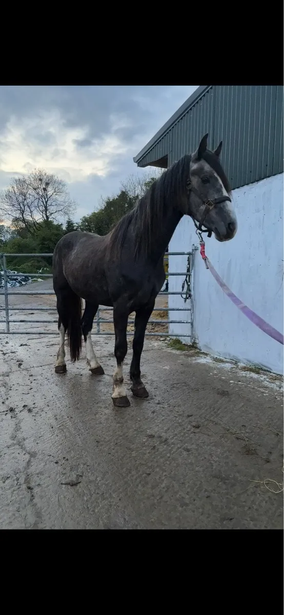 3 year old filly RID x cob/draught - Image 3