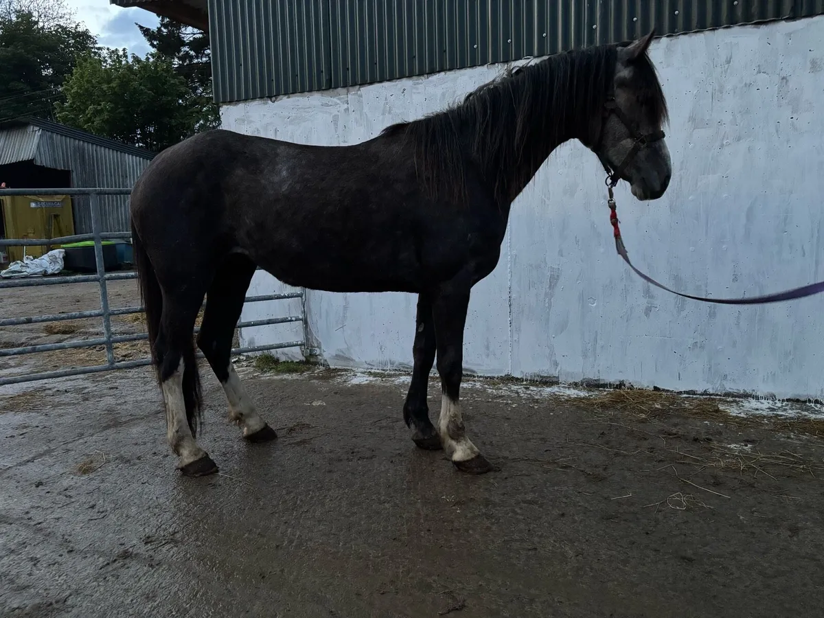 3 year old filly RID x cob/draught - Image 4