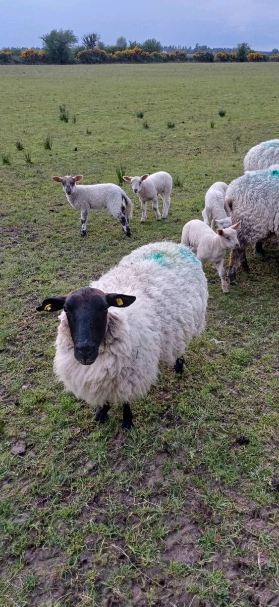 Ewes with lambs at foot - Image 1