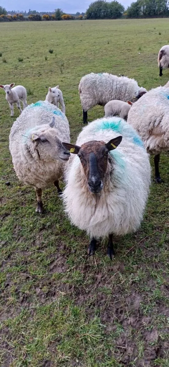 Ewes with lambs at foot - Image 2