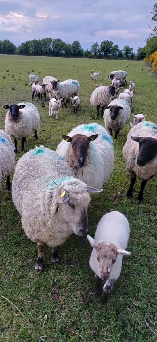 Ewes with lambs at foot - Image 3