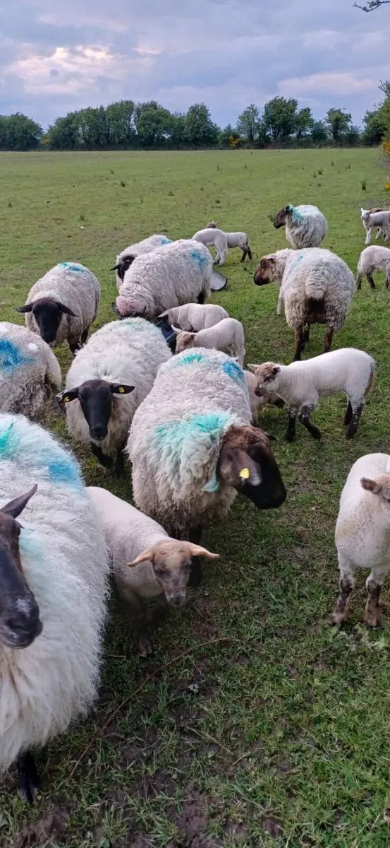 Ewes with lambs at foot - Image 4