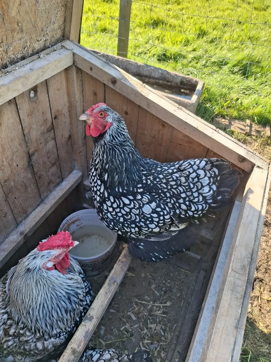 Hens - Image 1
