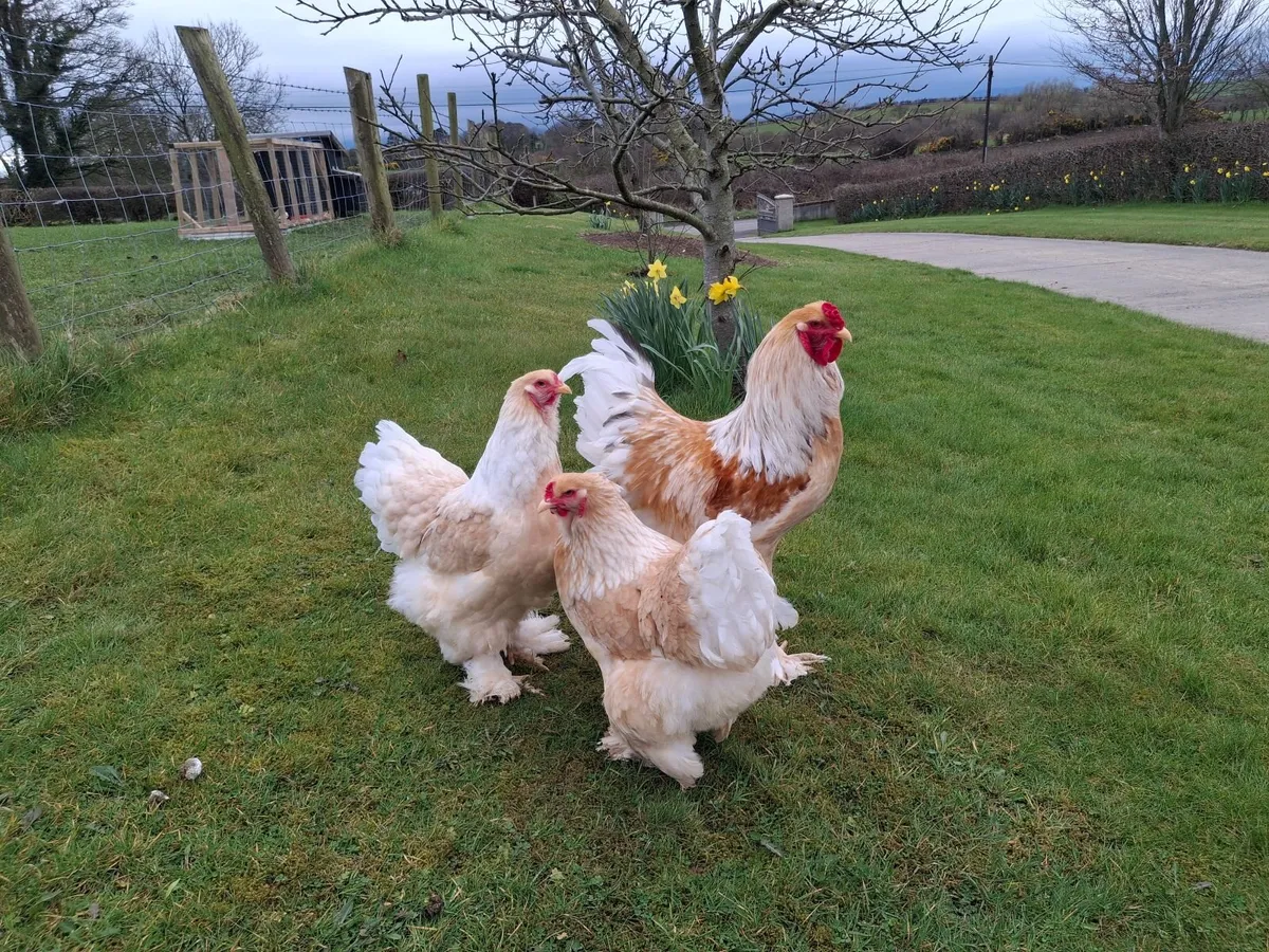 Hens - Image 2