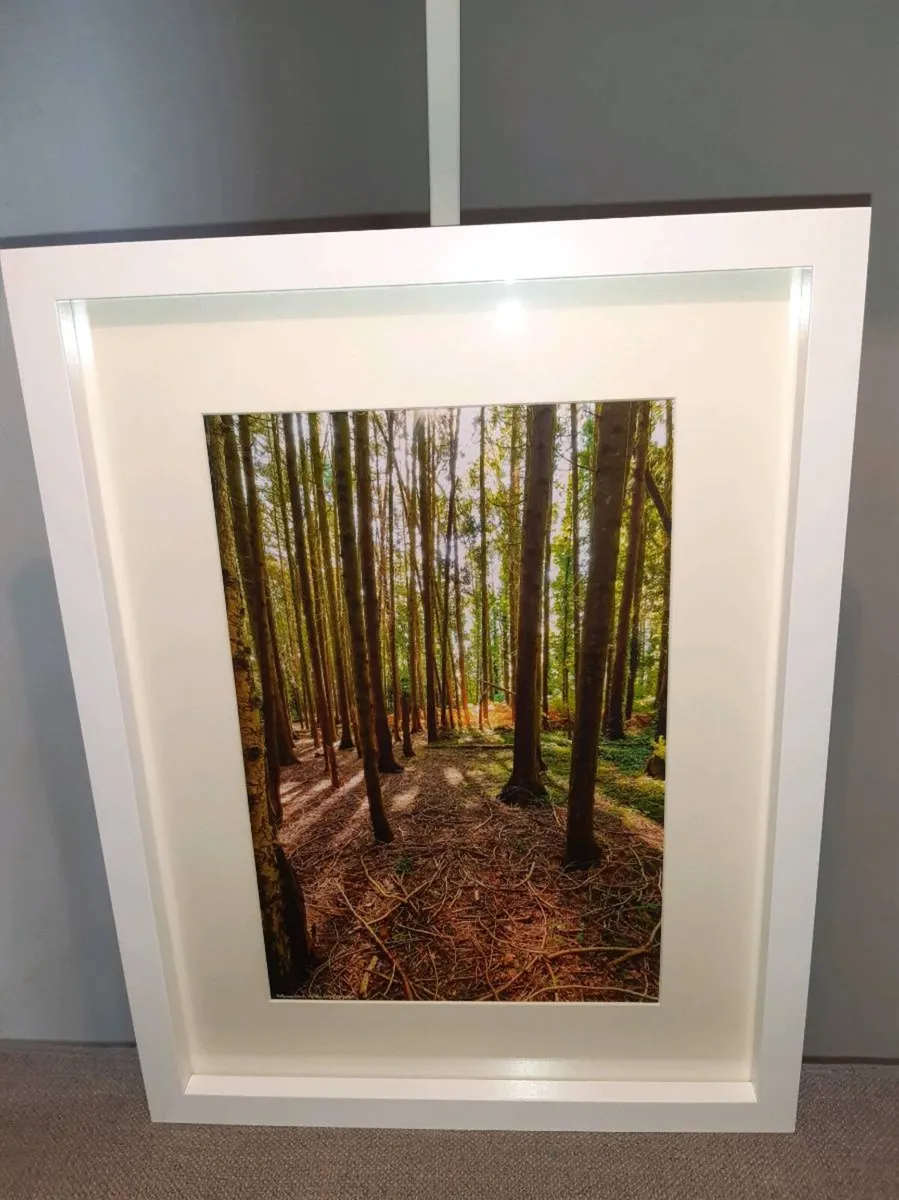 Ballyannan Woods, Midleton - Image 2