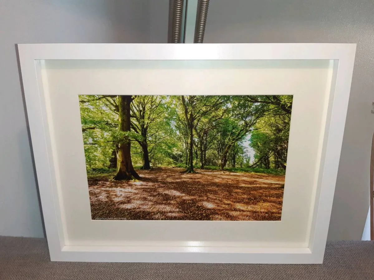 Ballyannan Woods, Midleton - Image 3