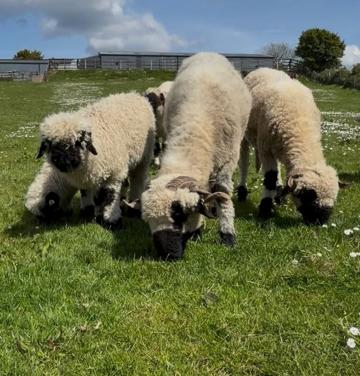 Valais blacknose sheep STARTER HERD - Image 1