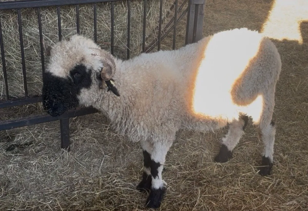 Valais blacknose sheep STARTER HERD - Image 2