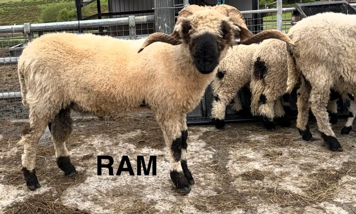 Valais Blacknose pedigree ewe and ram - Image 3