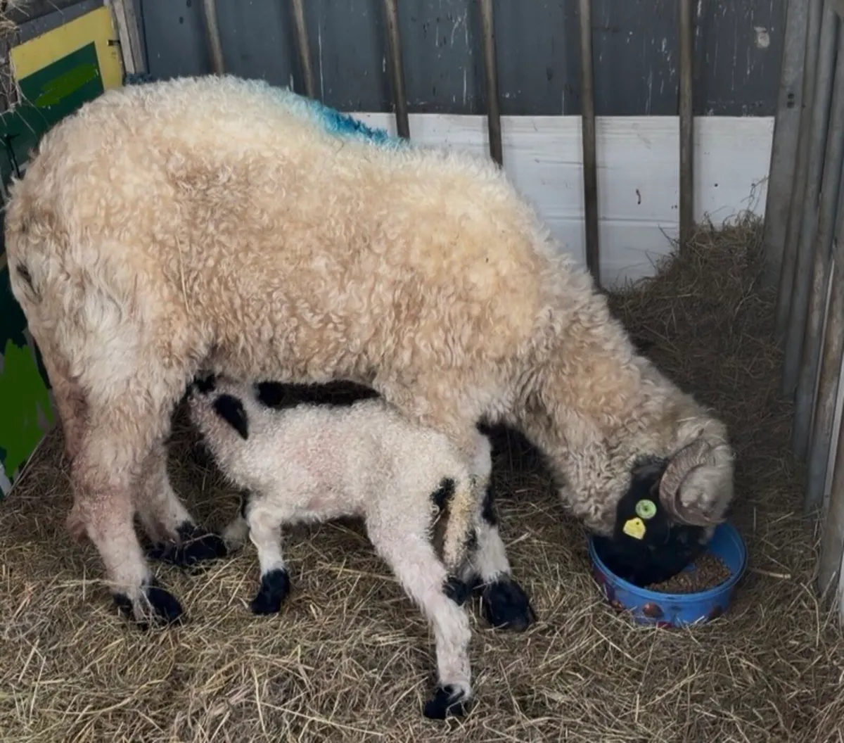 Valais blacknose sheep STARTER HERD - Image 3