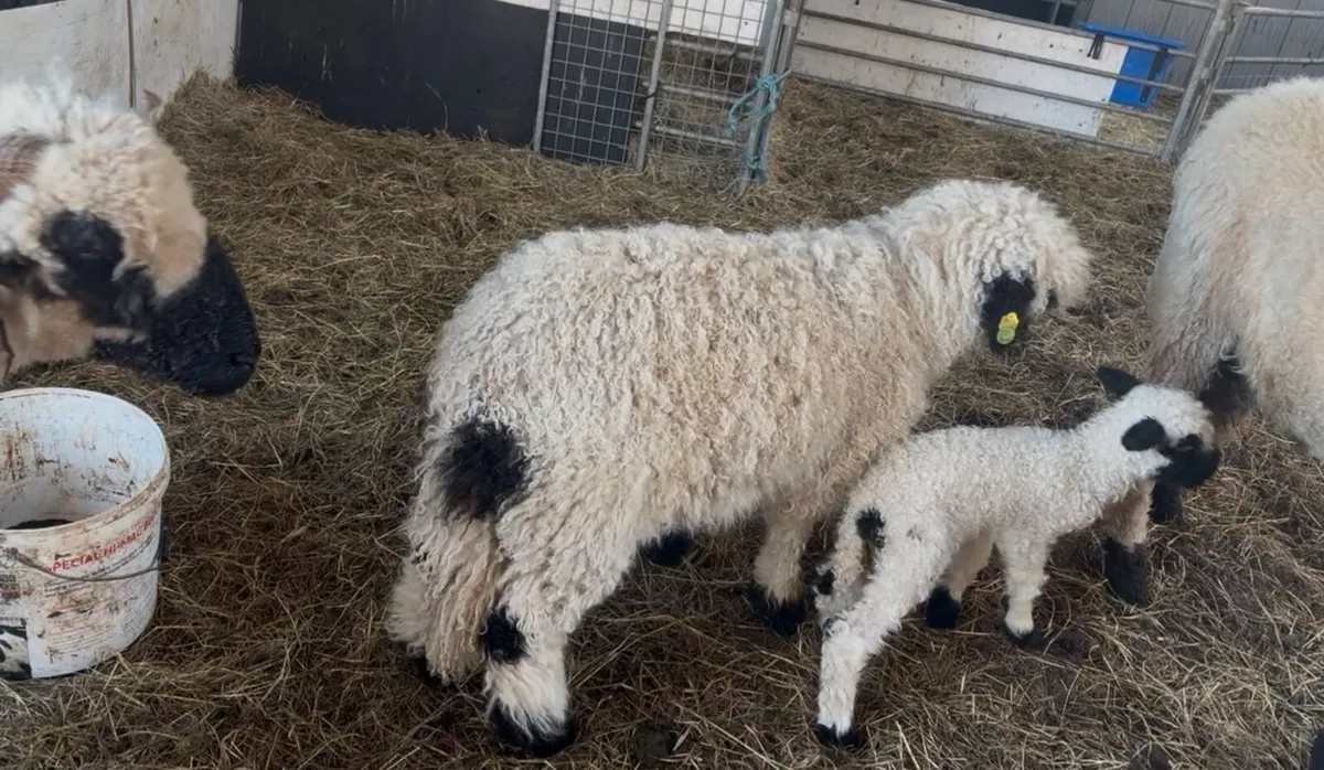 Valais blacknose sheep STARTER HERD - Image 4