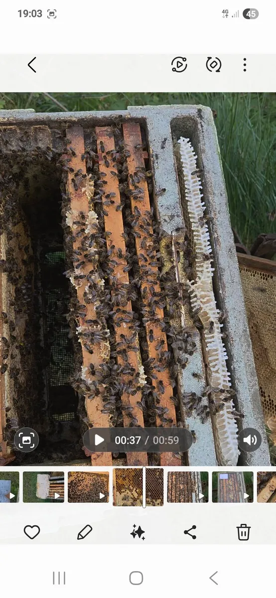 Bees - Image 3