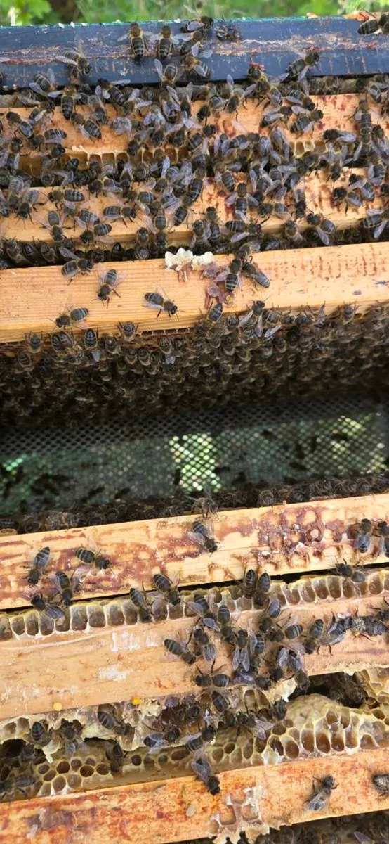 Bees - Image 4