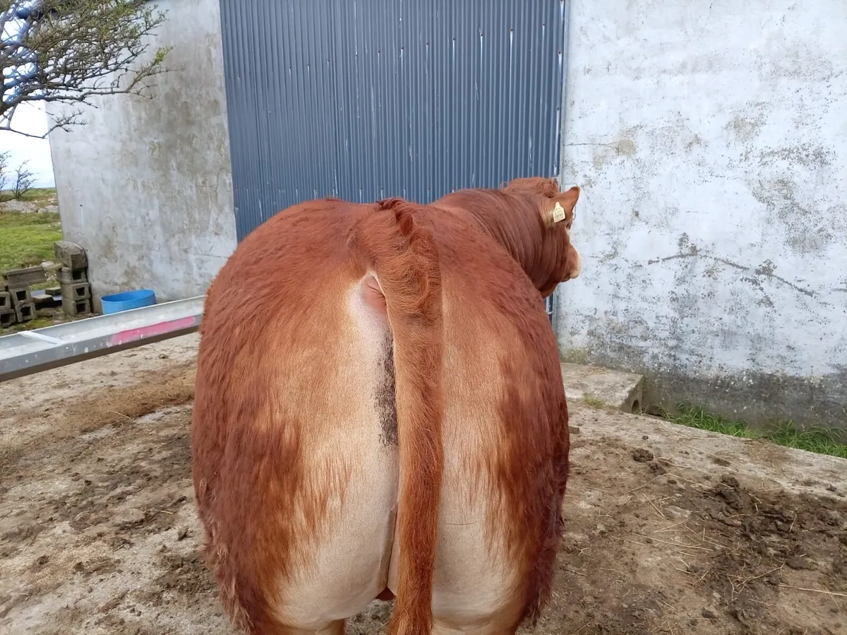 4* PB Limousin bull. - Image 2