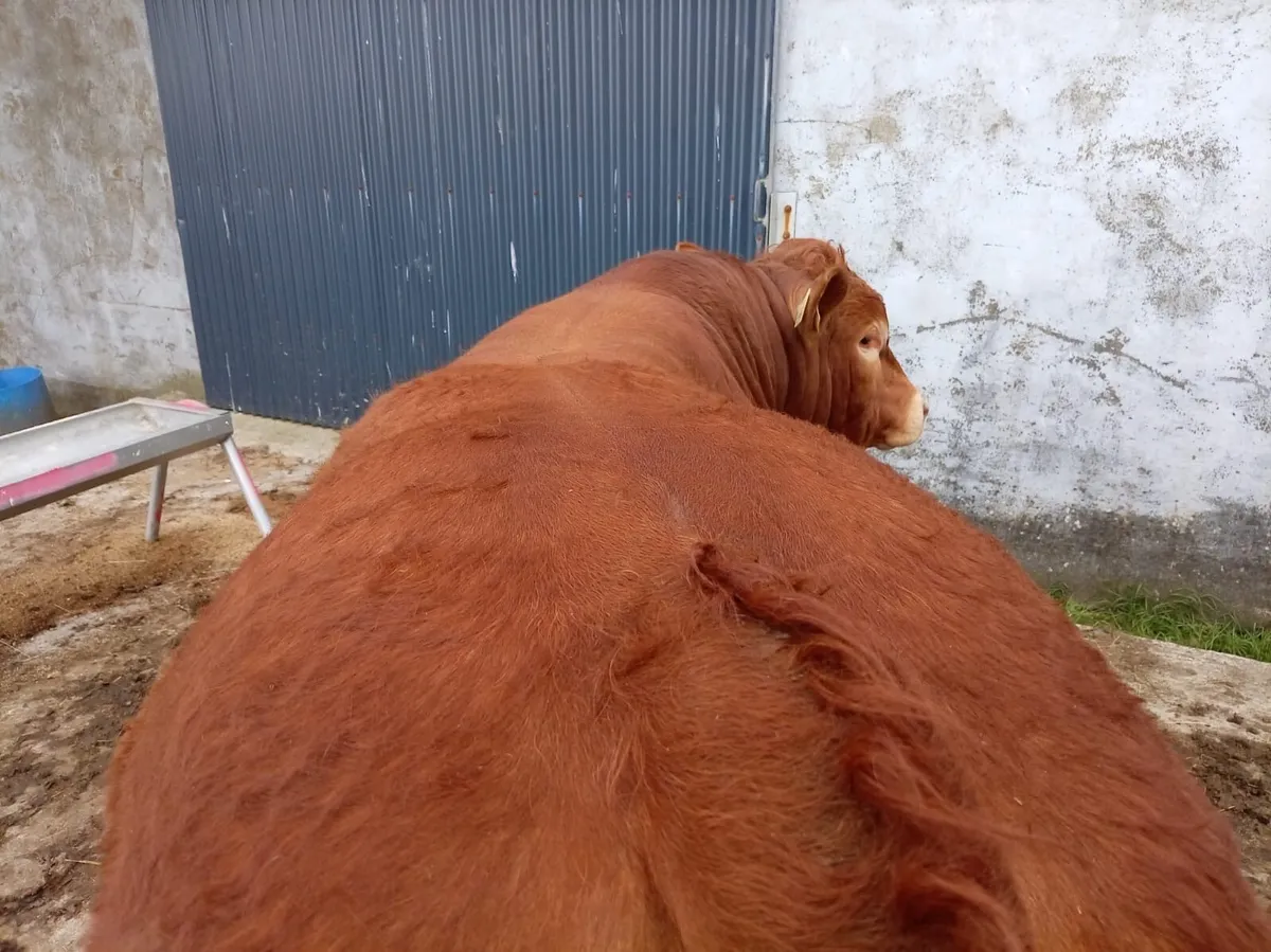 4* PB Limousin bull. - Image 3