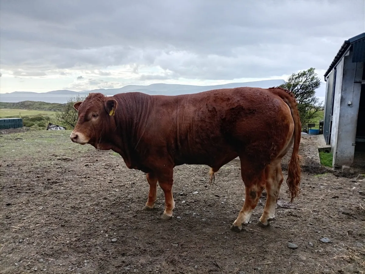 4* PB Limousin bull. - Image 4