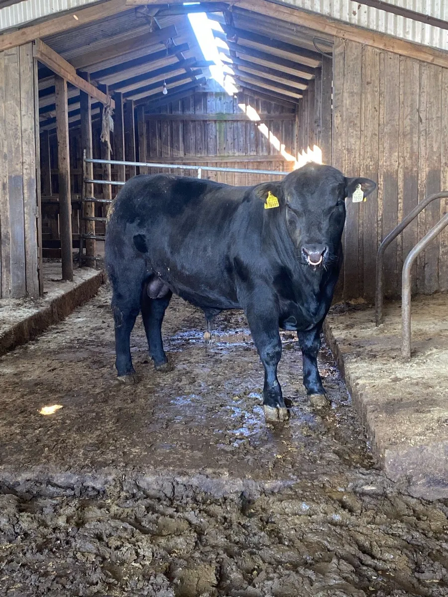 Pedigree Angus bulls - Image 1
